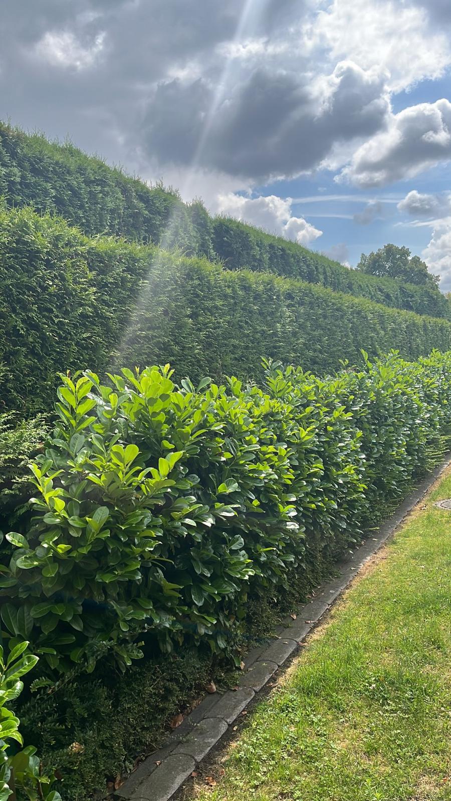 Vorher – ungepflegter Garten